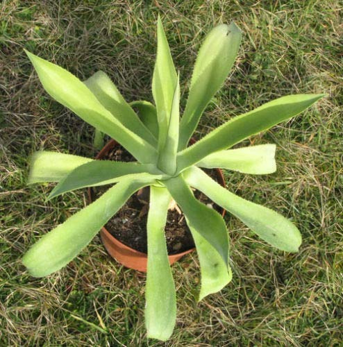 10 Agave Nayaritensis Semi Korn Rare No Aloe Stapelia Caralluma Valdezii