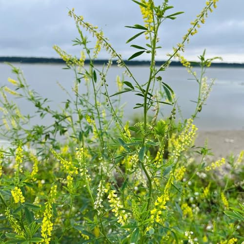 meliloto - Melilotus officinalis - semillas de paras de interior Jardín interior con primavera Semillas silvestres, cobertura del suelo, 150semillas