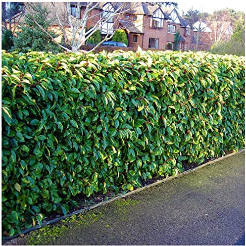 20 Portugal Laurel/Portuguese Laurel Hedging Prunus Lusitanica 30-50cm, Evergreen Hedging Plants 3fatpigs®