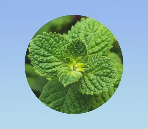 500 graines de menthe ronde/Menthe pomme/Round Leaved Mint - herbe aromatique - mentha rotunfolia -