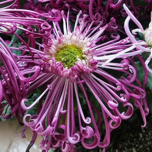 Chrysanthemen - alte sorten zimmerpflanzen balkonpflanzen für sonnige plätze sommerblumen seltene blumensamen gastgeschenk gartendeko 150Samen