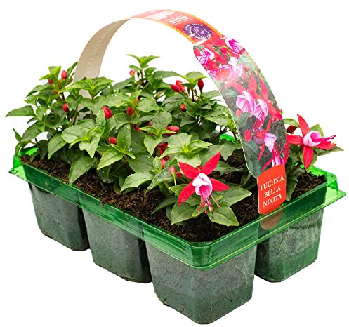 6 x Basket Plants - Fuchsia Bush Bella Nikita | Garden Bedding, Border, Hanging Basket Display Annuals