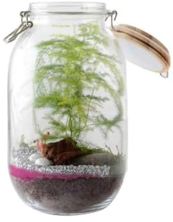 Radis et Capucine - Terrarium à faire soi même - Fougères et Flamant rose