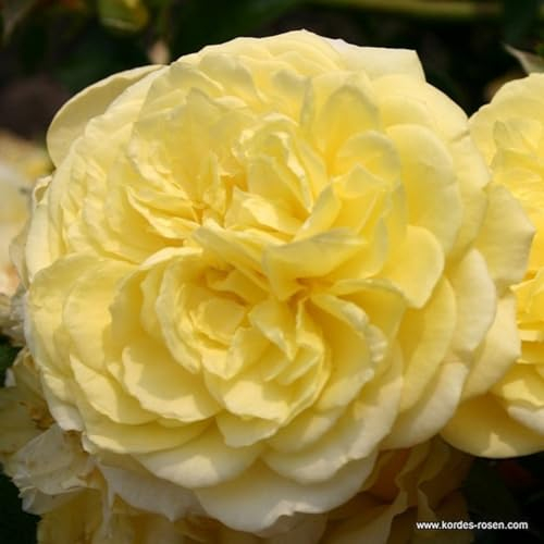 2 x Rosier - Rosa 'Solero' pot 25-30 cm - Un rosier floribunda jaune citron ensoleillé pour votre jardin
