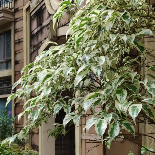 30 pcs birkenfeige samen - Ficus benjamina - winterharte stauden, nachhaltige geschenke für frauen birkenfeige zimmerpflanze saatgut, nachhaltige geschenke topfpflanzen echt, gartensamen