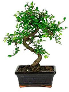 Bonsái 6 Años Zelkova Parvifolia Olmo Planta Natural de Interior Bonsái Pequeño