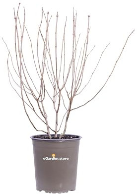 Pianta di Ortensia Hydrangea Paniculata Limelight pianta ornamenta da esterno fiore verde-lime pianta vera venduta da eGarden.store