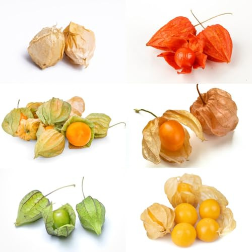 Semillas de Physalis, fresca columnares semillas de grosella espinosa, exóticas de jardín 180pcs