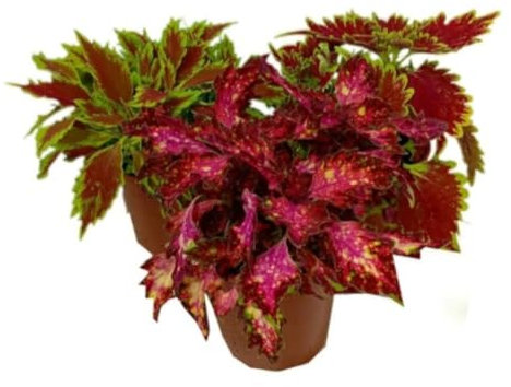 Planta Coleo Variado, 20-25 cm. Solenostemon scutellarioides. Planta ornamental de vivos colores en sus hojas, ideal para sombra o semisombra. Segura Garden.