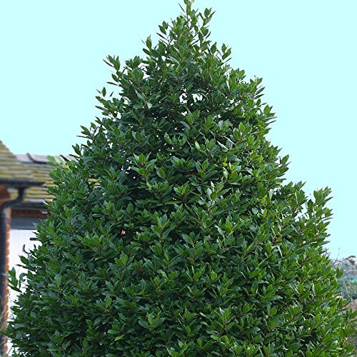 Laurus nobilis - Laurier sauce - Laurier d'Apollon - Laurier noble