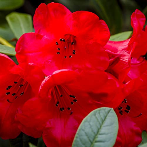 Rhododendron Plant 'Elizabeth' Dwarf Evergreen Rhododendron Red Blooms Spring Flowering Hardy Shrub Easy to Grow Your Own Outdoor Garden Flower Plants 1x 3-Litre Potted Plant by Suttons