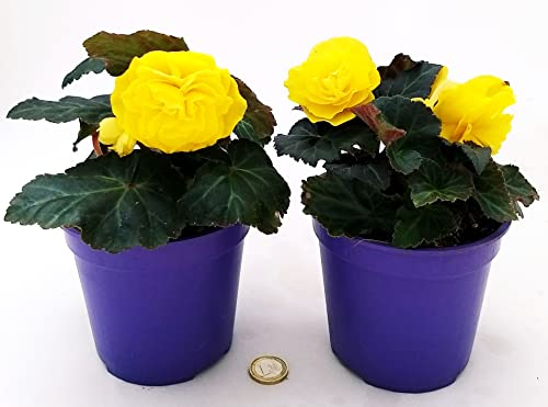 POWERS TO FLOWERS - BEGONIA TUBEROSA GIALLA, 2 PIANTE, VASO 12CM DIAMETRO, piante vere