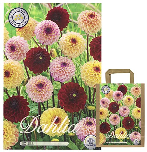 Fleurs d'été, dahlias, bulbes, mélange de dahlias, mélange de couleurs au choix, pour l'été, tubercules, bulbes de fleurs, fleurs multicolores (3 x dahlias Jill)