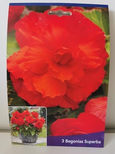 3 Bulbes de Bégonias Superba Ecarlate Cal 5+