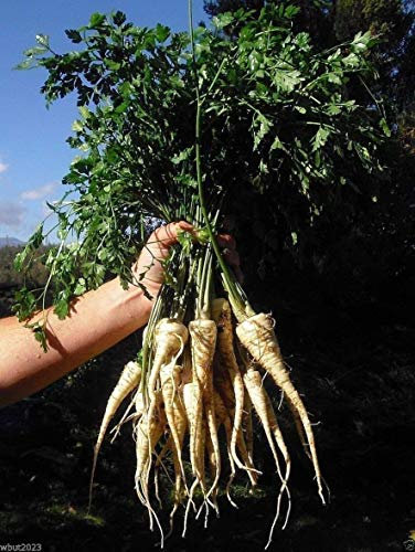 Pets Delite® 1g ~ 350 graines: persil enraciné de Hambourg - Graines bio - VEGETALE RACINE HEIRLOOM, Biennale! (1g ~ 350 graines)