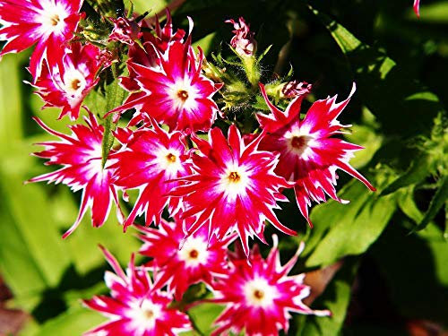 Portal Cool Phlox Drummondii Cuspiadata 'Twinkle Star' 50 Semi - Blooming Tutta L'Estate