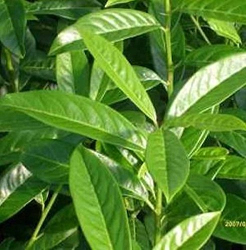 Kirschlorbeer Genolia® 100-125cm - Prunus laurocerasus
