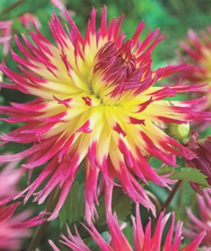 Hirschgeweih Dahlie großblumig Lindsay Michelle Knolle Blumenzwiebel (1)