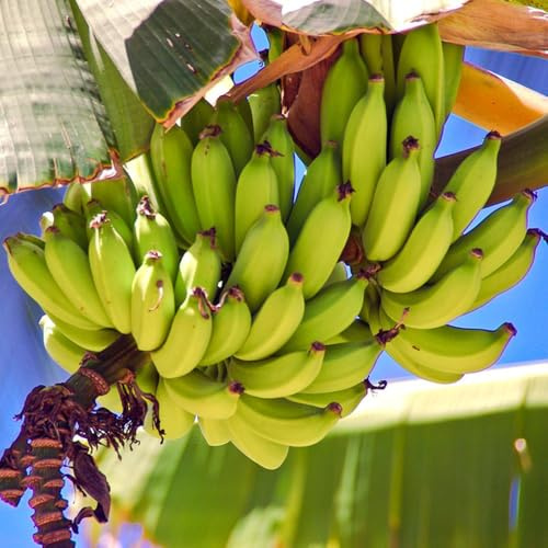banano - banane Semi resistenti per balcone semi di banana biologici di per la decorazione del giardino all'aperto Coltivare ver 40semi