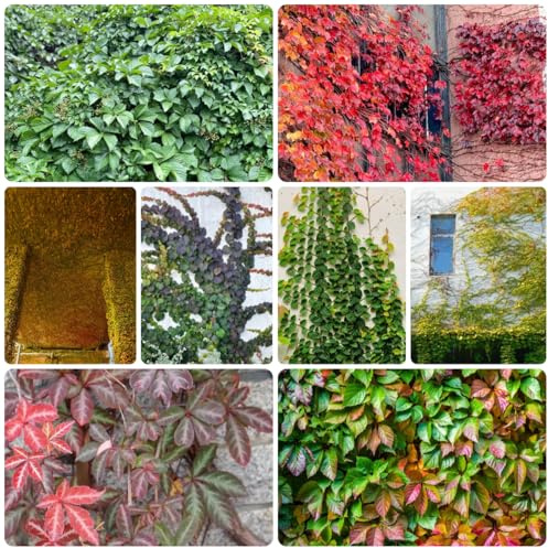 Vino salvaje - de otoño, resistentes, con parra virgen verdes, de interior trepadoras rápido crecimiento trepadoras, interior Balcón con jardín 200semillas