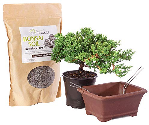 Brussel's Bonsai - Live Green Mound Juniper Bonsai Tree Kit, Outdoor Bonsai Tree Live Plant with Ceramic Pot and Soil, Easy Care Bonsai Starter Kit for Patio Garden (Small)