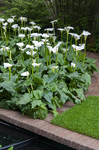 Bloomique - Lot de 3 - Zantedeschia Aethiopica - Arum blanc - Plantes de bassin - Résistante au gel - 10-20 cm de haut - Pot 9 cm