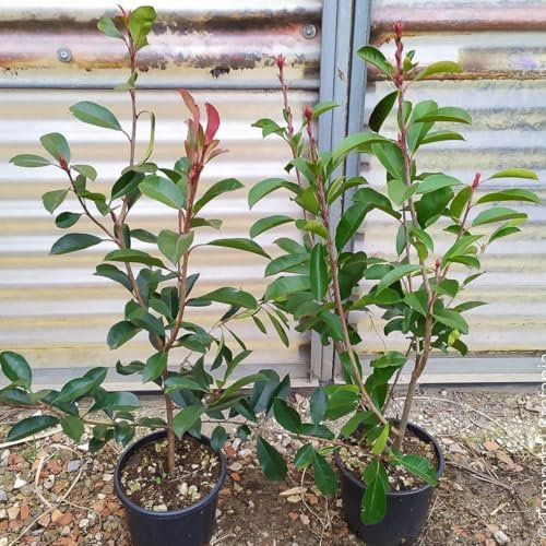 Photinia red robin, 50 piante alte 80/100 cm, vaso Ø18