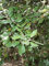 5 Semi di Q15 Leccio (Quercus Ilex)