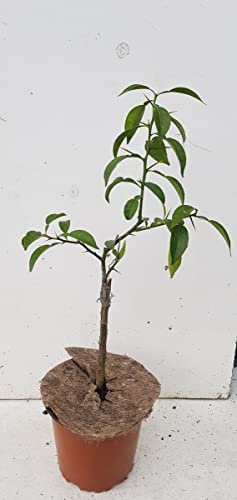 Citrus x junos sur Poncirus trifoliata/Citronnier Yuzu/Conteneur de 1 à 1.9 litres/Tigette