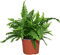 DECOALIVE Helecho Macho de Exterior e Interior Planta Natural