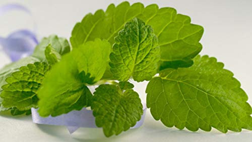 200 Graines de Mélisse Officinale - plante aromatique jardin potager - semences paysannes reproductibles - SemiSauvage