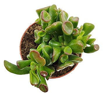 Crassula Hobbit DECOALIVE Mini Planta Suculenta Crassula Ovata Natural