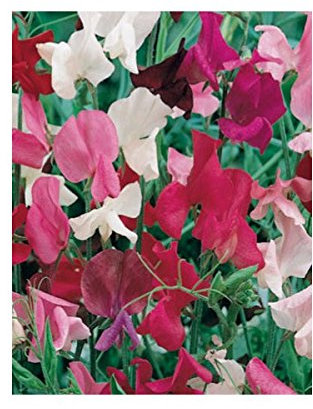 Graines de pois de senteur Spencer varié 3 grammes