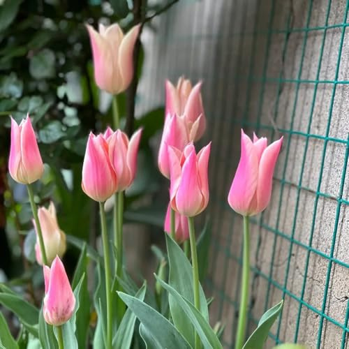 bulbos de tulipanes perennes - jardín rocalla resistentes silvestres raras 20pcs