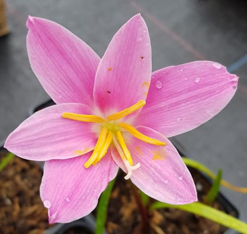 Zephyranthe grandiflora 'Rosea' / Lys zéphyr rose/Conteneur de 2 à 2.9 litres/Vivace bulbeuse