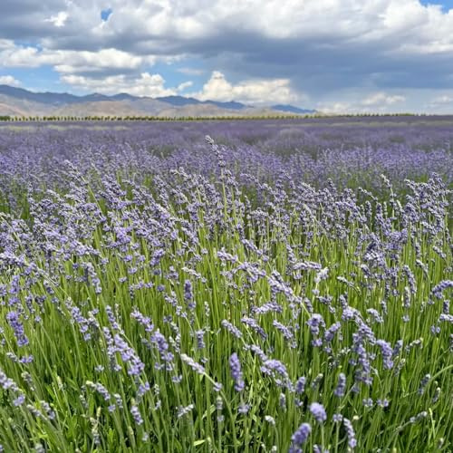 Semi di lavanda, resistenti all'inverno, balcone da esterno decorazione soggiorno di Aiule rialzate per giardino 50pcs