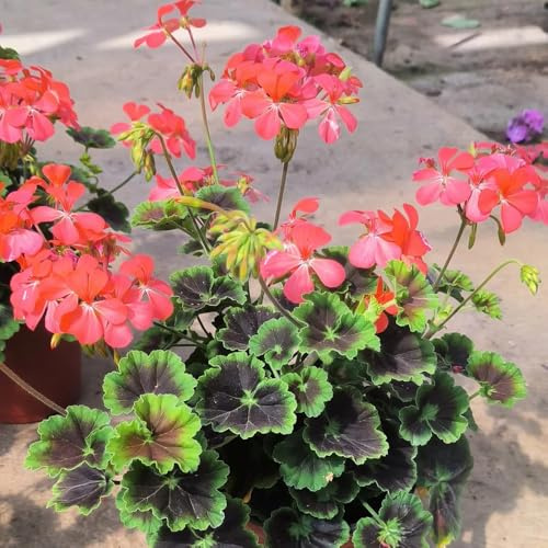 geraniensamen, kübelpflanzen indoor gewächshaus bio alte sorten hochbeete für garten zimmerbonsai balkonblumen winterharte stauden für pralle sonne schnittblumen blumensamen 30pcs