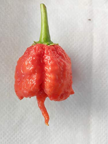 SEMI PEPERONCINO CAROLINA REAPER HP22B
