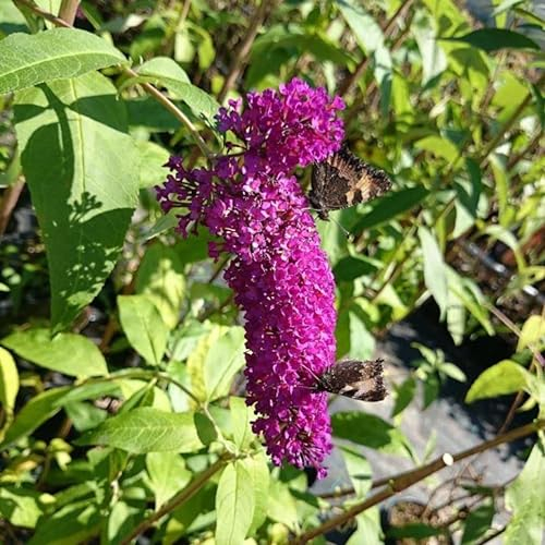 Sommerflieder Royal Red purpurrote Blüte von Juli bis September Buddleja davidii 40-80 cm 3-5 Liter Topfballen