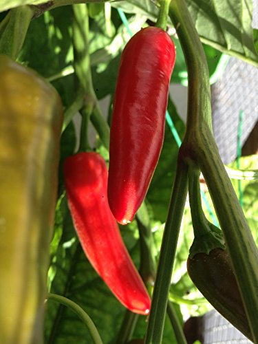 GRAINES DE PIMENT-CHILE MORITA (CHIPOTLE)+ GUIDA COLTIVAZIONE