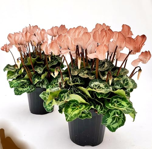 POWERS TO FLOWERS - CICLAMINO COLOR LIFE BROWN, 2 PIANTE, VASO 12CM DIAMETRO, piante vere