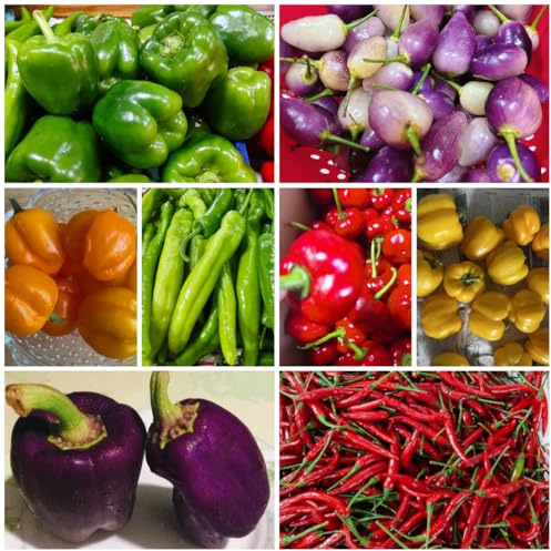 semillas de chile jalapeño de invierno de chile exóticas resistentes, decoración de jardín para exterior, 30pcs