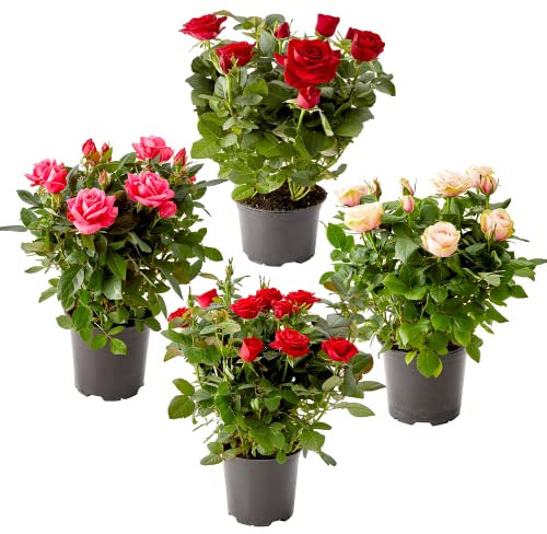 DECOALIVE Plantas de Interior y Exterior Set 4 Rosal Mini Divesos Colores