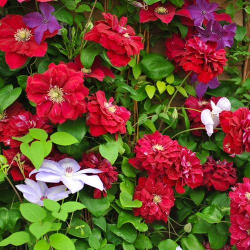 Clematis ‘Charmaine’ - Stunning Red Double & Single Blooms, Repeat Flowering in Summer and Autumn, Climbing Plant Ideal for Garden Walls and Containers - 3 Litre Pot x1 by Thompson and Morgan