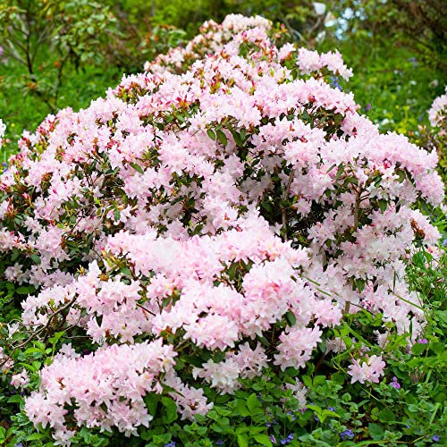 Rhododendron Ginny Gee Outdoor Plants | Evergreen Garden Ready Dwarf Shrubs | Potted Pink Spring Flowering Rhododendrons in 1L Pots