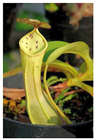 Nepenthes reinwardtiana - Kannenpflanze - 10 Samen