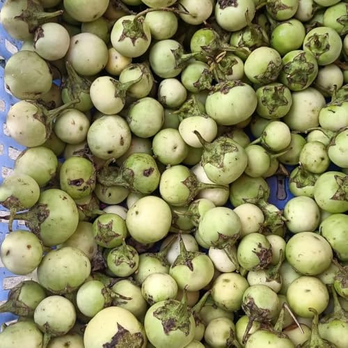 semillas de berenjena, raras de berenjena de balcón de tradicionales de jardín perennes resistentes 1000pcs