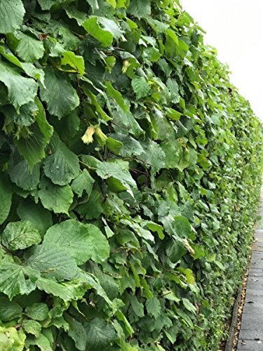 Müller Münchehof GmbH Haselnuss Hecke im Topf/Container Größe 80 bis 100 cm