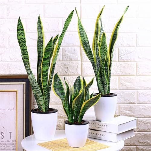 kiskick 400 Unids Sansevieria Semillas Bonsai Planta Ornamental Hogar Jardín Patio Oficina Decoración Semillas para Principiantes y Jardineros, Grandes Regalos de Jardinería Semillas de Sansevieria