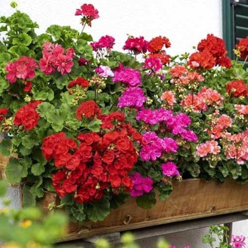 Miscuglio di Semi di Geranio, Fiori Rossi, Rosa, bianchi e Arancioni pianta perenne Geranium Seeds Geraniensamen Graines de géranium Semillas de geranio